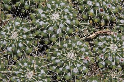 Cactus jigsaw puzzle