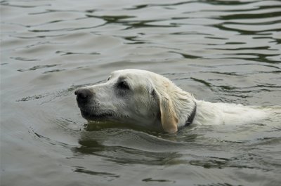 Un cane che nuota