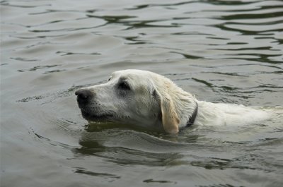 A Swimming Dog