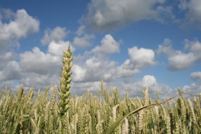 Wheat jigsaw puzzle