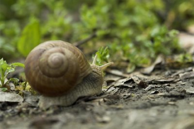 Un escargot