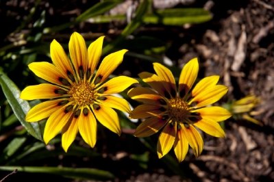 Colorful Petals