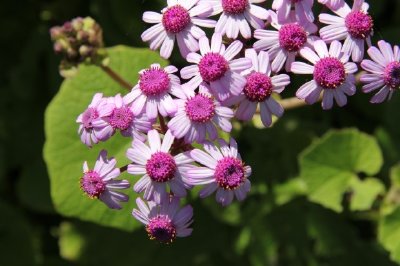 Marguerites roses