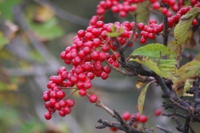 Berries