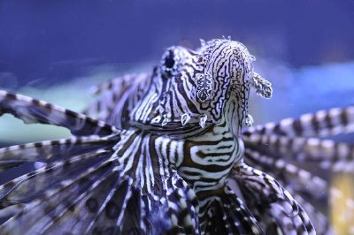 Scorpion Fish