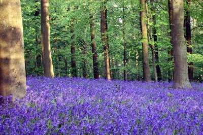 Bluebells