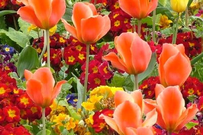 Spring Flowers jigsaw puzzle
