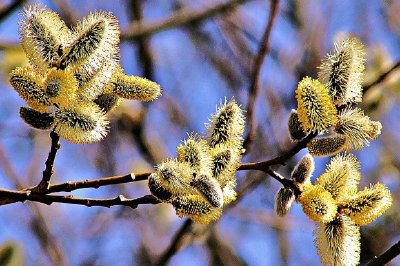 Bourgeons de fleurs