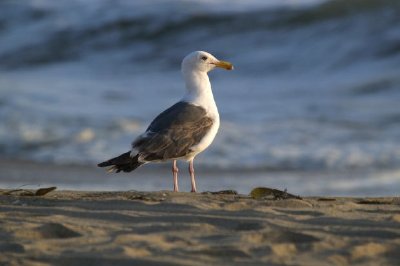 En fågel på stranden