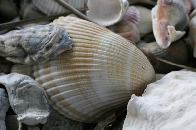 Seashell