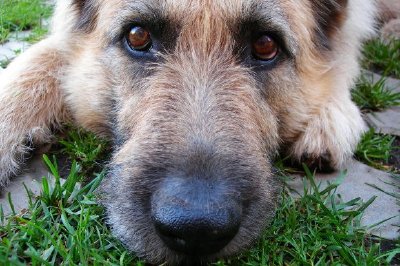 A Cute Dog jigsaw puzzle