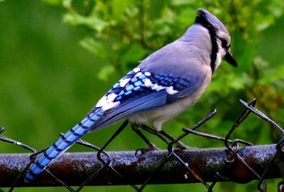 Oiseau geai bleu