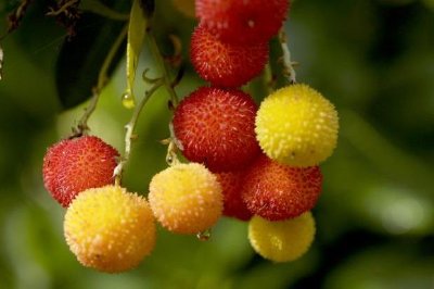 Fruits jigsaw puzzle