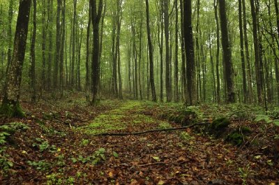 Floresta verde