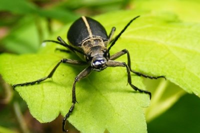 Escarabajo ampolla