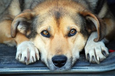 Un perro marrón