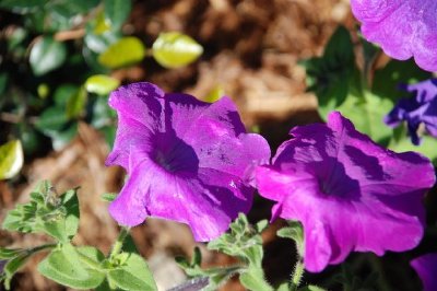 Purple Flowers jigsaw puzzle