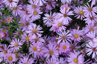Flores de aster morado