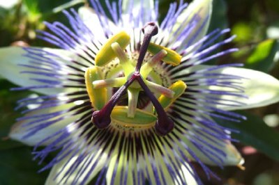 Uma flor azul