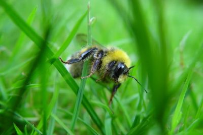 Bumble-Bee jigsaw puzzle