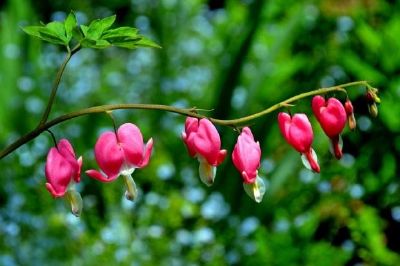 Fleurs de coeurs qui saignent