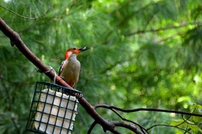 Red bellied woodpecker