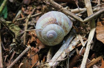 Schnecke