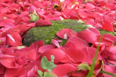 Flores rosadas