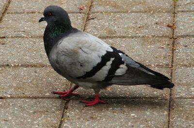 Pigeon jigsaw puzzle