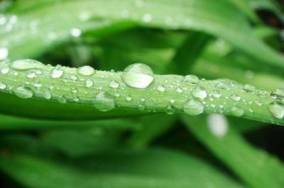 春の雨