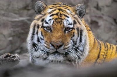 Una tigre