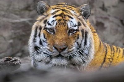 A Tiger