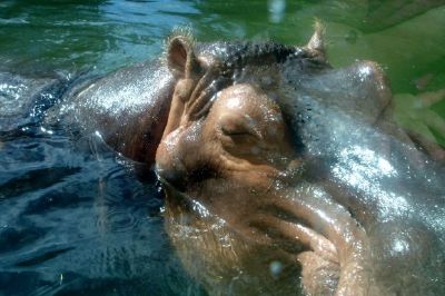 Hippopotame