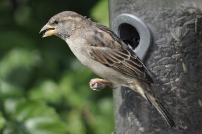 House Sparrow jigsaw puzzle