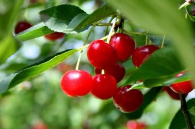 Red Berries