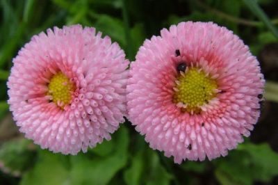 Flores cor de rosa