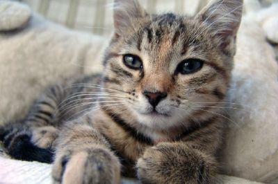 A Cat on the couch