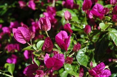 Purple Flowers