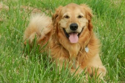 Golden Retriever tumbado en la hierba