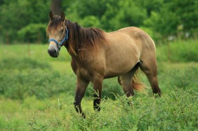 Ein Pferd auf der Ranch