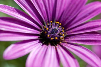 Purple Flower