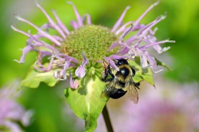 Bumblebee jigsaw puzzle