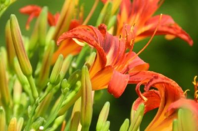 Orange Lilien