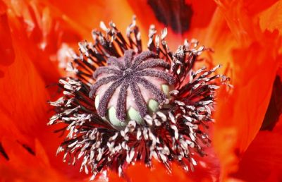 Flor roja