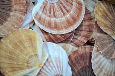 Seashell jigsaw puzzle