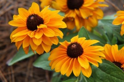 Orange Gänseblümchen