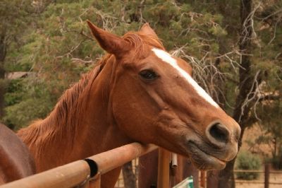 Brown Horse jigsaw puzzle