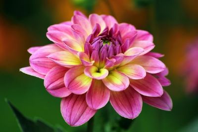 Pink Dahlia