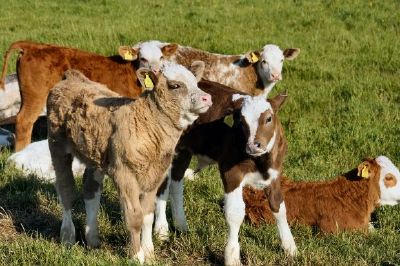 Cattle jigsaw puzzle