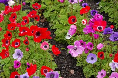 Jardín de flores